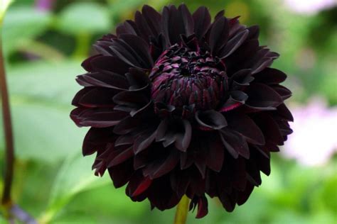 black dahlias meaning|the story of black dahlia.